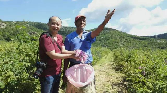 纯真总裁远赴玫瑰精油生产地