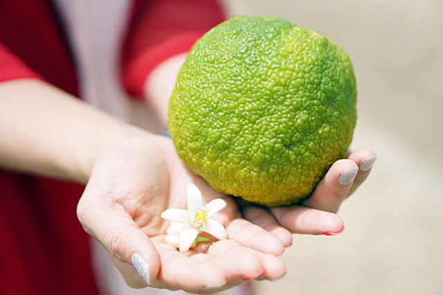 苦橙丑丑的，苦橙花美美的